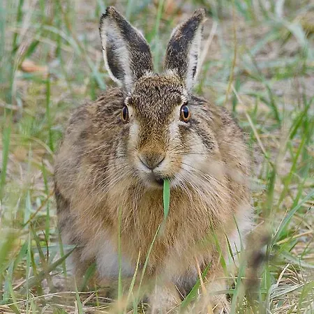 Skaerven Beachfront And Διαμέρισμα *
